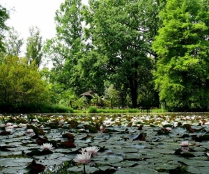 Föld napja a Füvész kertben Szeged