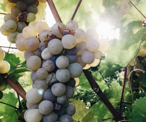 Lendava Grape Harvest Lendava