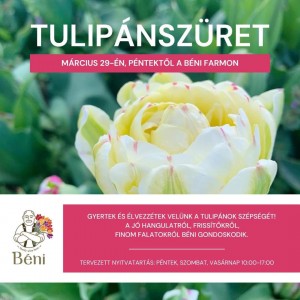 Tulipánszüret Cegléd plakát