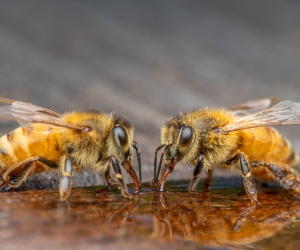 Kiállítás - 3D méh Lendva