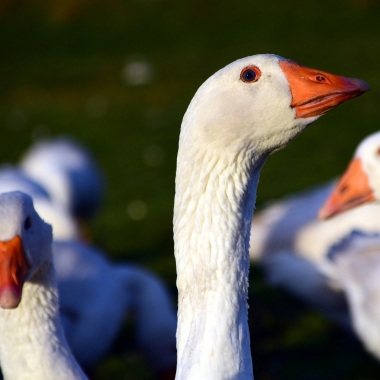 Márton nap a piacon Hévíz